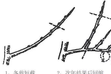 桃树的新枝末端为什么会枯萎