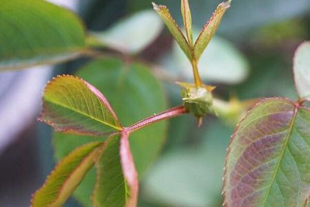 月季开白花会变红不