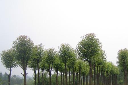 香樟树一年生长多大