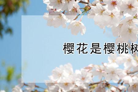 樱花怕热吗