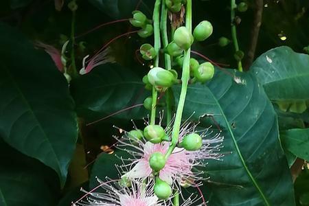 玉蕊花北方适合种植吗