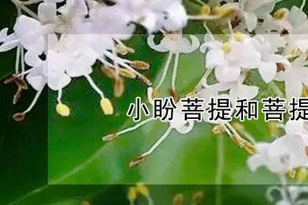 小盼菩提开花时间