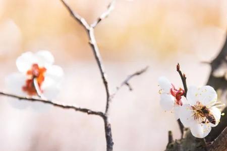 氤氲葳蕤意思是什么