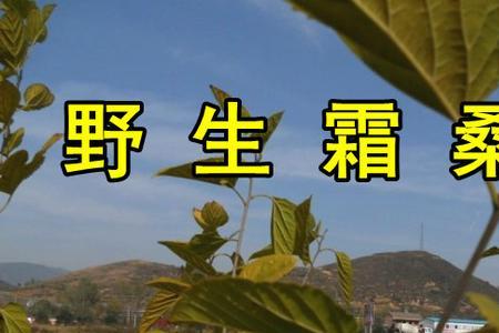 桑叶类似电影