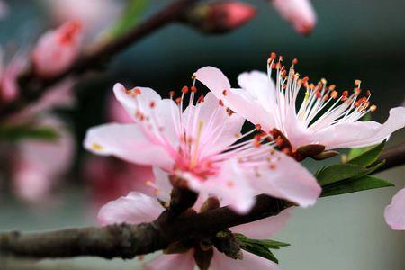 吐芬芳的近义词