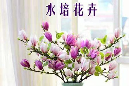 玉兰花元素可以用在室内吗