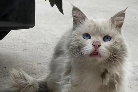 家猫变流浪猫能适应吗