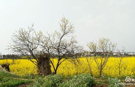 李花红菜花黄是哪首诗