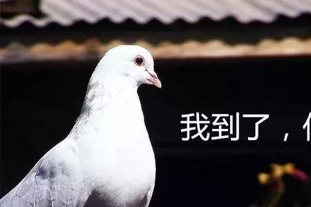 鸽子不开心是什么原因