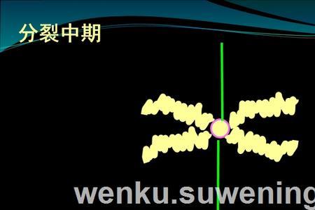 为什么染色体的数目会加倍