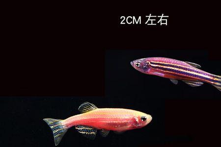 斑马海鳝好养么