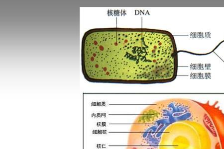 细胞体积概念