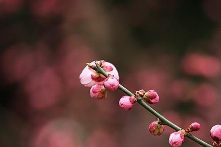 花开香无声的意思