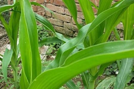 玉米追尿素后遇到连阴雨有效吗