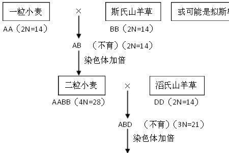 三倍体基因型怎么写