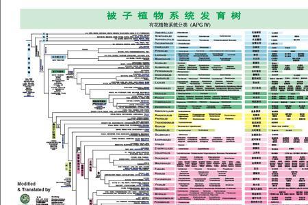 系统发育树是什么类型文件