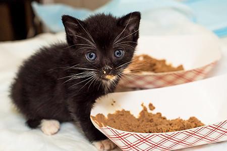 猫晚上吃猫粮好吗