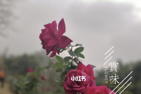 花开逢君歌词