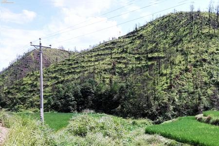 农村荒山流转规则