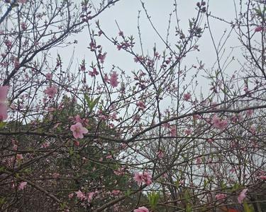 闲看花开静待流年什么意思啊