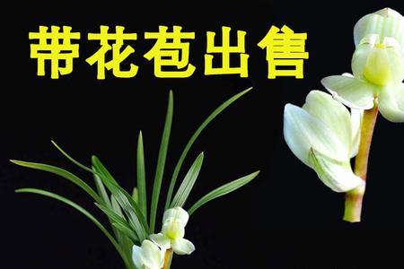 春兰宝莲灯何时长花苞