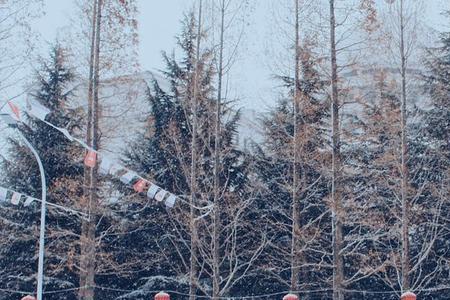 下雪雪落在地下会发生什么