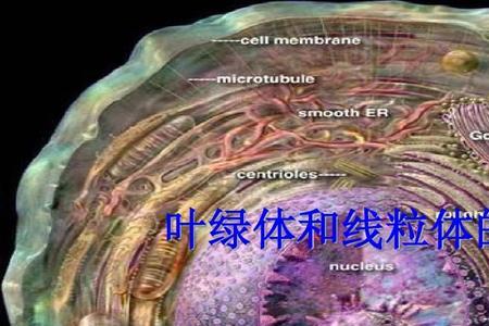 叶绿体和线粒体有什么区别