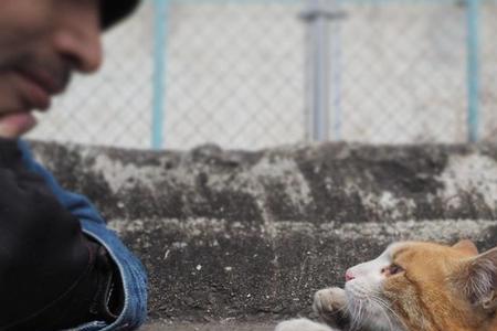 流浪猫扑人代表什么