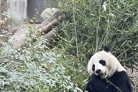 北川熊猫宝宝为什么少一只手