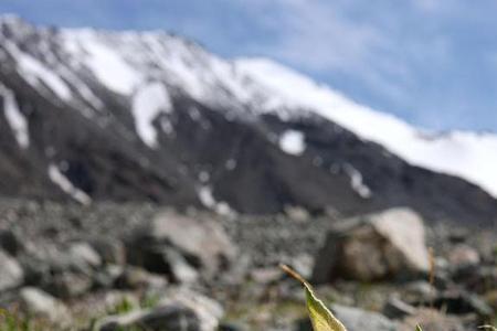 天山雪莲拍摄地