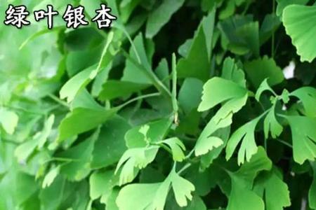 跟银杏叶子的植物是什么