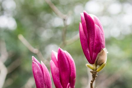 上海市市花是什么花