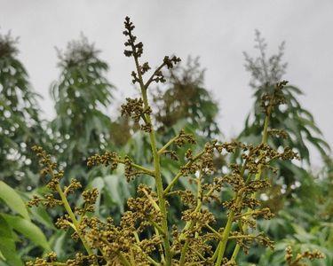 妃子笑荔枝花芽分化温度