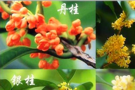 桂花8月份还长枝吗