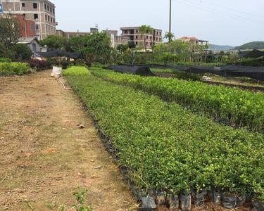 福建茶种植季节