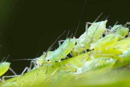 蓝甲虫用什么农药治