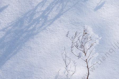 为什么雪飘到地上就化了呢