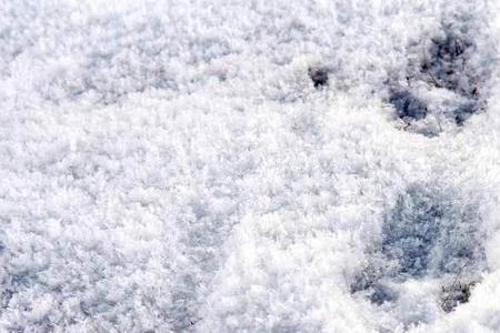 山羊的脚印在雪地里像什么图片