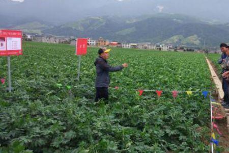 根宝跟尿素一起喷施吗