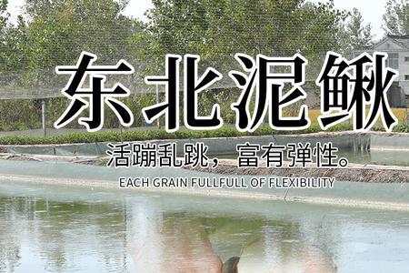 把泥鳅放生到海河能活吗