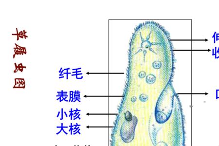 低等植物都是单细胞生物吗