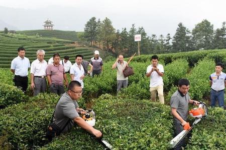 茶树秋梢的正确放法