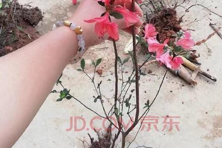 映山红小苗种植方法