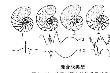 直壳鹦鹉螺跟房角石的区别