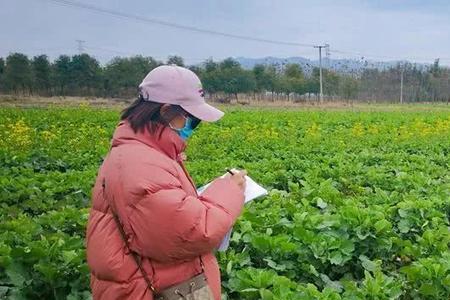 越冬油菜施肥最佳时间表