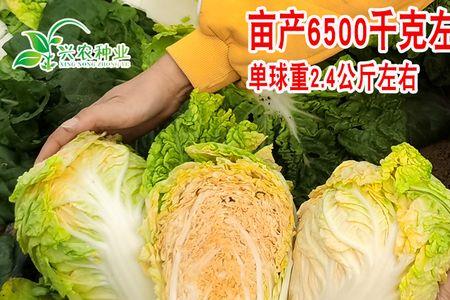 火凤凰大白菜品质及栽培技术