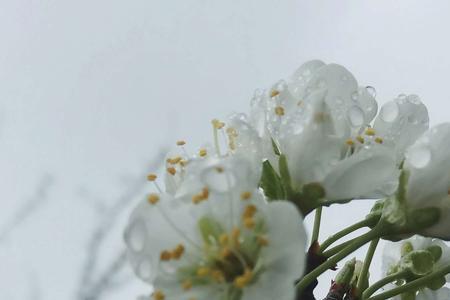 一夜梨花开满树怎么对联