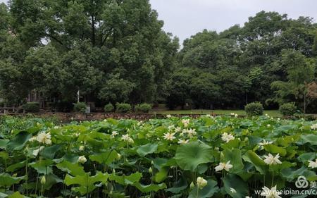 随风附水什么意思