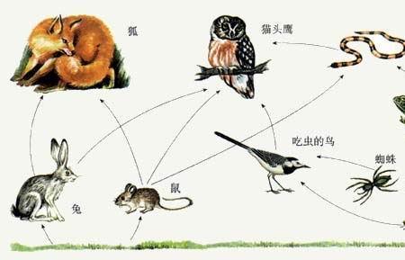 书写食物链的四大条件