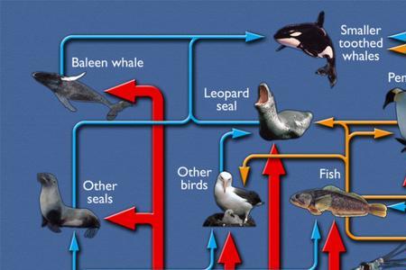 食物链底层原理